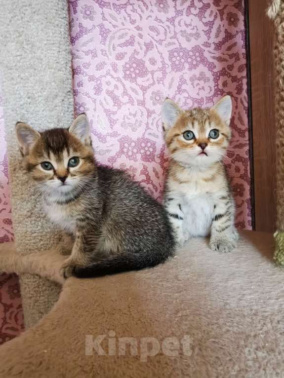 Кошки в Москве: Британские котята  Девочка, 10 000 руб. - фото 2