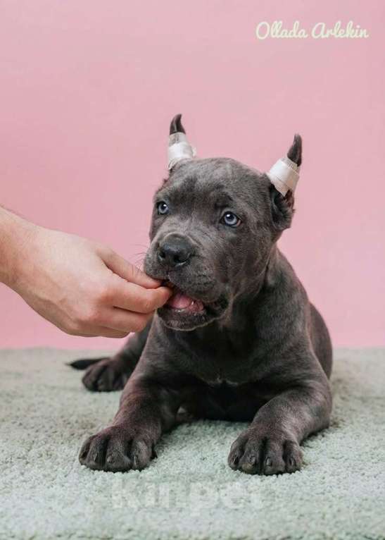 Собаки в Москве: Шикарная серая красота. Девочка, 100 000 руб. - фото 3