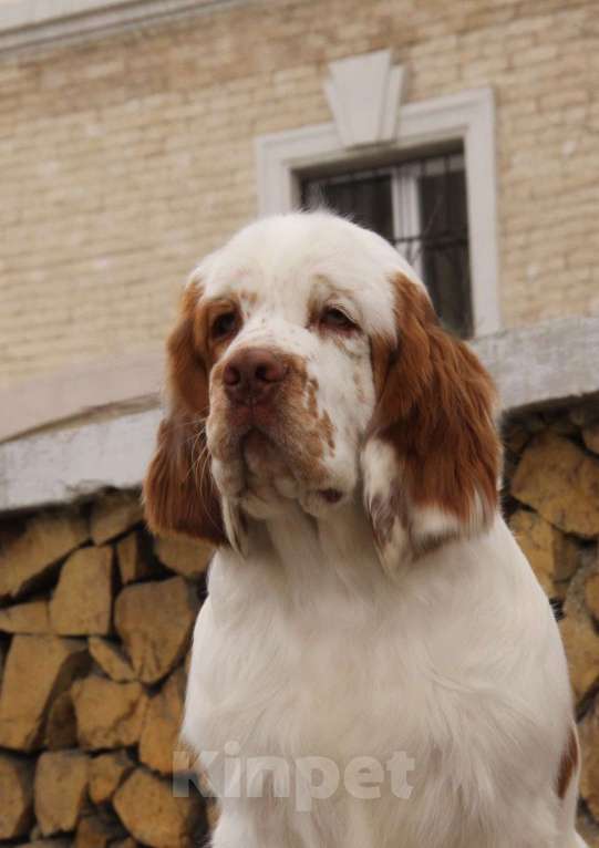 Собаки в Чите: щенки кламбер-спаниеля Разнополые, 75 000 руб. - фото 3