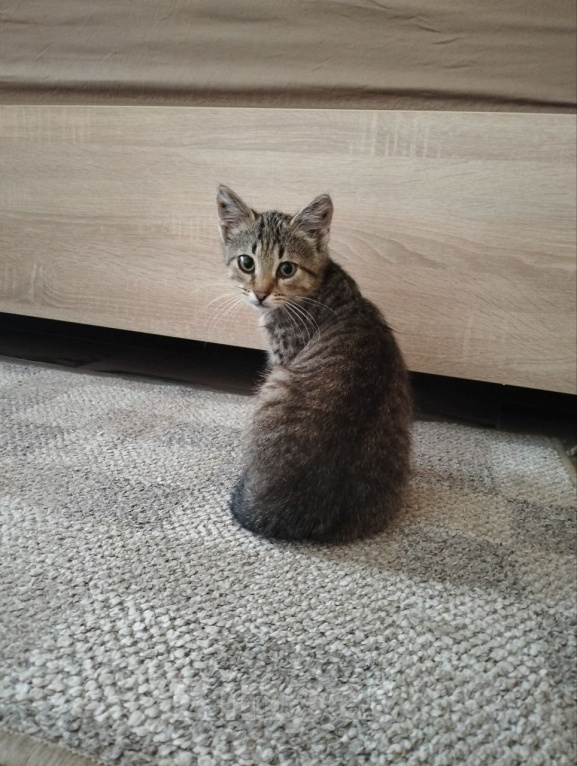 Кошки в Дмитрове: Маленький котенок ищет дом. Мальчик, Бесплатно - фото 5