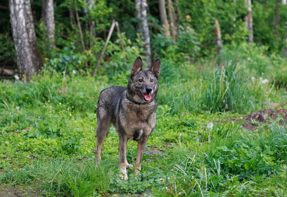 Собаки в других городах Московской области: Кубик Мальчик, Бесплатно - фото 4