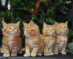Кошки в Зеленокумске: Котята мейн-кун, 25 000 руб. - фото 1