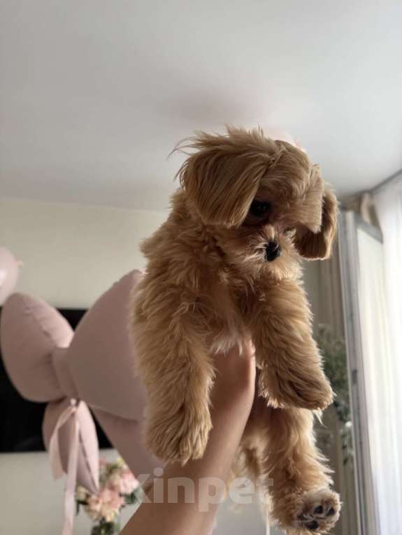 Собаки в Санкт-Петербурге: Мальтипу f1 Мальчик, 150 000 руб. - фото 2