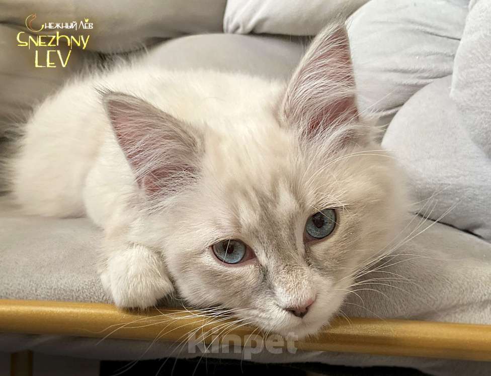 Кошки в Санкт-Петербурге: Невский маскарадный котенок Мальчик, 48 000 руб. - фото 5