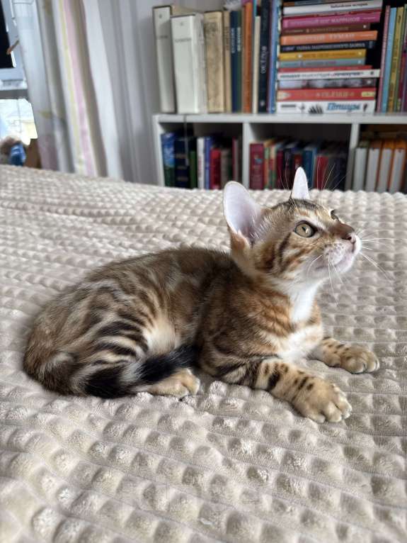 Кошки в Пскове: Гарфильд Мальчик, 45 000 руб. - фото 10