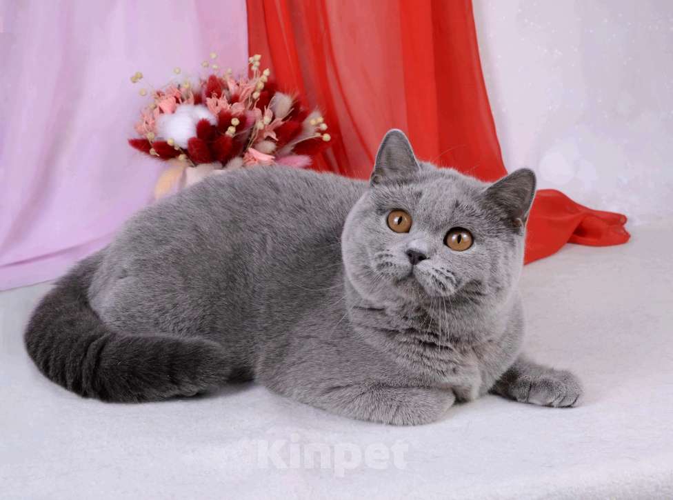 Кошки в Санкт-Петербурге: Британская кошечка классического голубого окраса Девочка, 5 000 руб. - фото 7