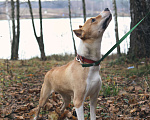 Собаки в Видном: Метис стафа Хистория, 2 года Девочка, Бесплатно - фото 2