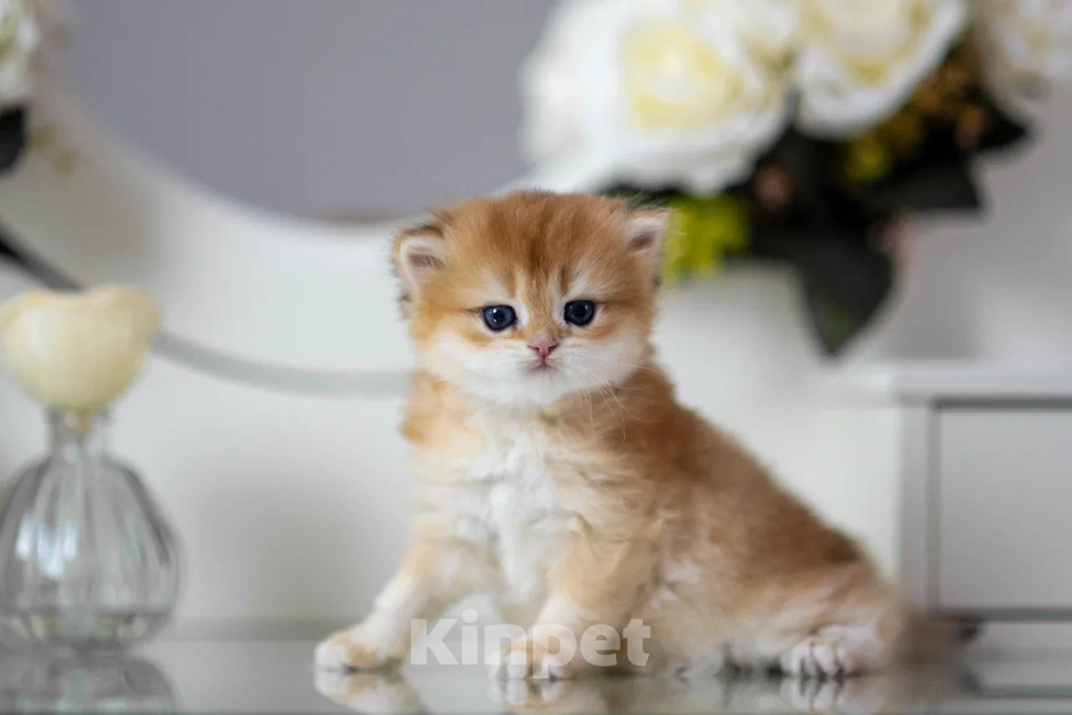 Кошки в Балашихе: Британская девочка Брусника Девочка, 65 000 руб. - фото 4