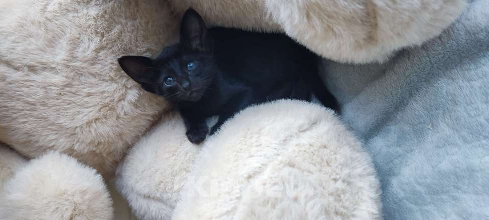 Кошки в Москве: Ориентальная девочка, маленькая пантерка Девочка, 65 000 руб. - фото 6