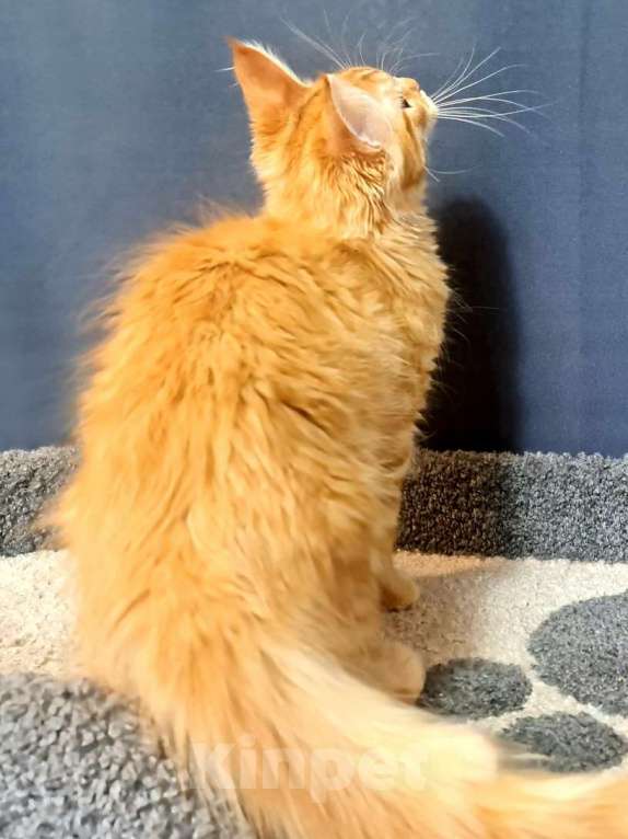 Кошки в других городах Ярославской области: Котенок мейн кун Мальчик, Бесплатно - фото 8
