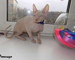 Кошки в Москве: Канадский сфинкс, мальчик Мальчик, 20 000 руб. - фото 2