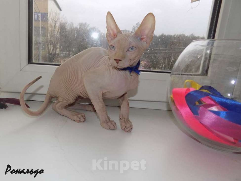 Кошки в Москве: Канадский сфинкс, мальчик Мальчик, 20 000 руб. - фото 2