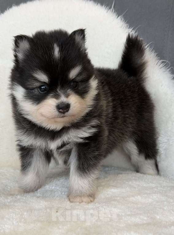 Собаки в Санкт-Петербурге: Девочка помски Девочка, 70 000 руб. - фото 2