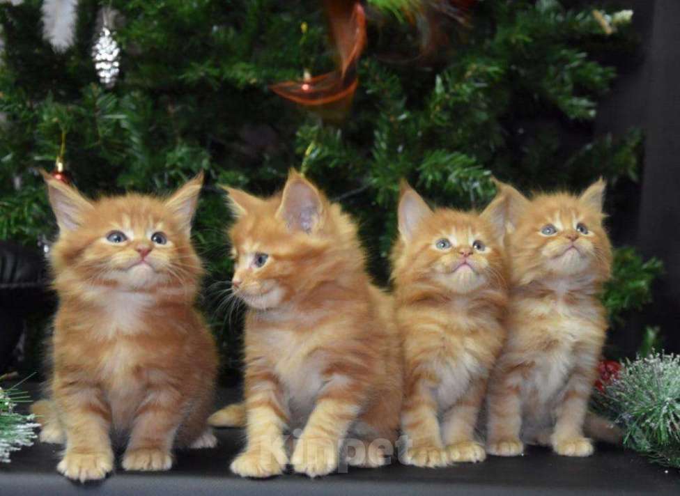 Кошки в Зеленокумске: Котята мейн-кун, 25 000 руб. - фото 1
