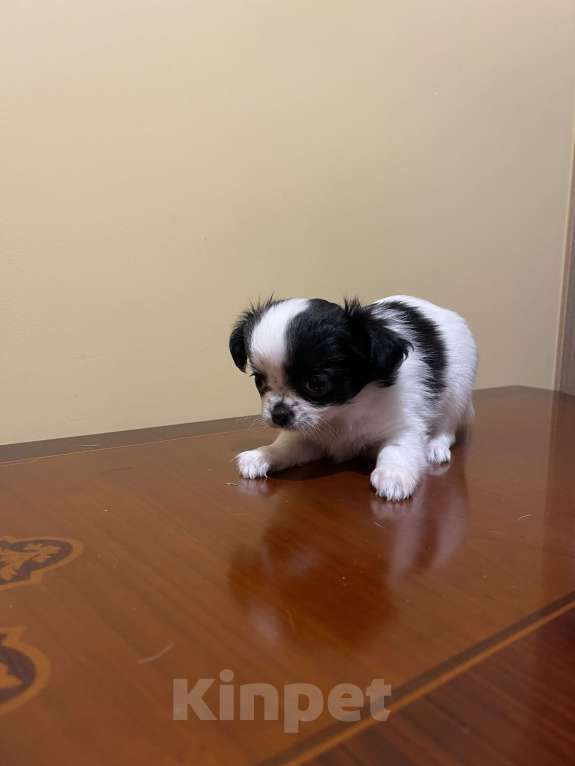 Собаки в других городах Московской области: Чихуахуа клубная девочка Девочка, 75 000 руб. - фото 7