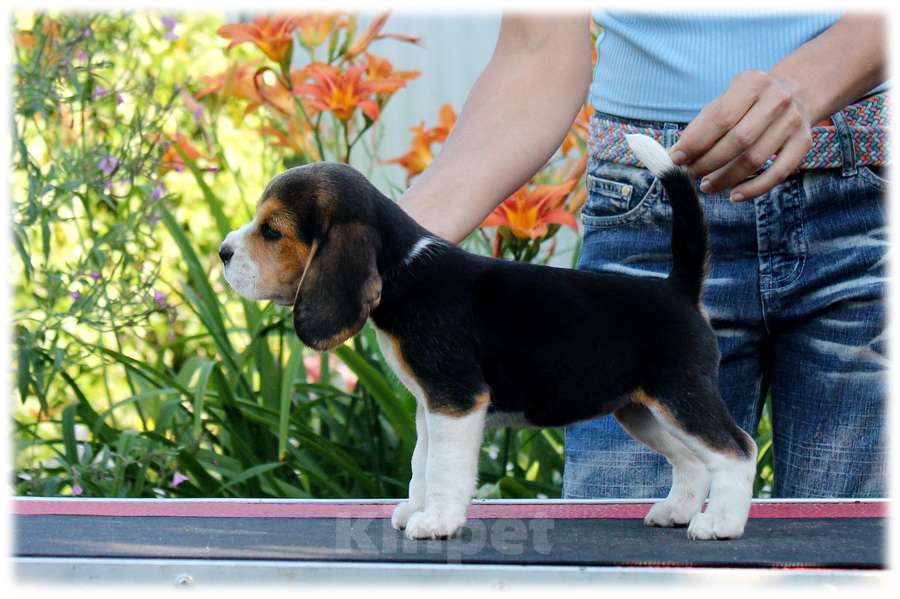 Собаки в Москве: бигли ркф Мальчик, 60 000 руб. - фото 3