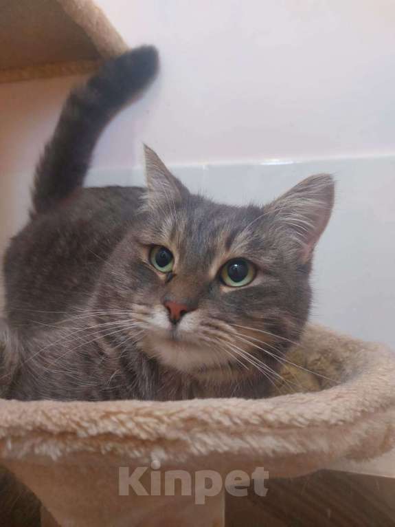 Кошки в Москве: Савва, самый уютный кот Мальчик, Бесплатно - фото 3