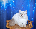 Кошки в Владивостоке: Невский маскарадный котенок Мальчик, Бесплатно - фото 3