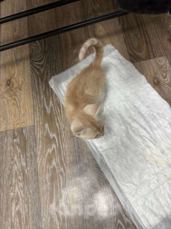 Кошки в Омске: Продам мейн-куна мальчика Мальчик, 2 000 руб. - фото 4