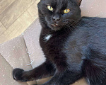 Кошки в Санкт-Петербурге: Черный котенок (девочка) в добрые руки Девочка, Бесплатно - фото 4
