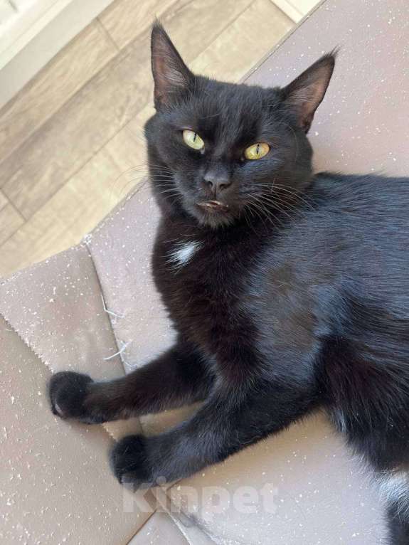 Кошки в Санкт-Петербурге: Черный котенок (девочка) в добрые руки Девочка, Бесплатно - фото 4