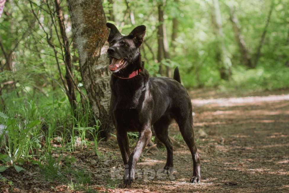 Собаки в Москве: Озорная Тата мечтает обрести любящих родителей Девочка, Бесплатно - фото 4