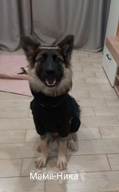 Собаки в Москве: Щенок в добрые руки Девочка, Бесплатно - фото 6