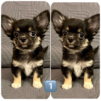 Объявление: Щенки чихуахуа, 30 000 руб., Москва