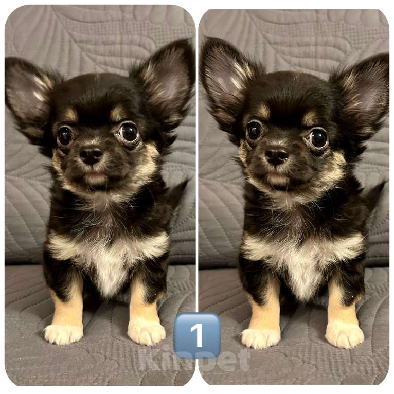 Собаки в Москве: Щенки чихуахуа Мальчик, 25 000 руб. - фото 1
