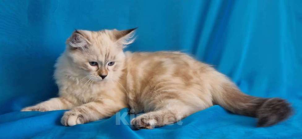 Кошки в Новосибирске: Izzi  Девочка, 55 000 руб. - фото 4