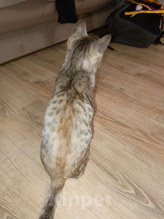 Кошки в Прокопьевске: Нашёл кошку на ноградской улице Девочка, Бесплатно - фото 2