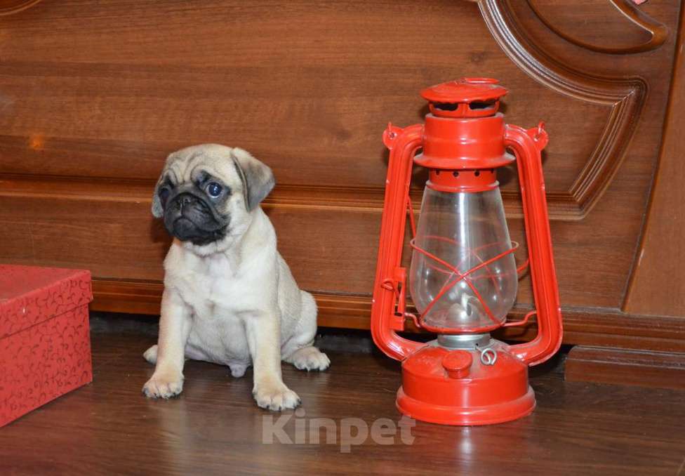 Собаки в Твери: Малыш мопсенок Мальчик, 40 000 руб. - фото 1