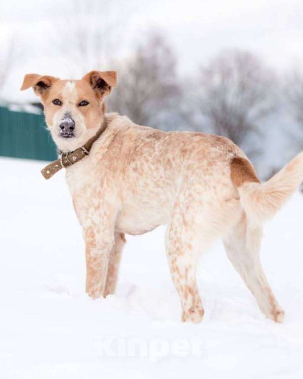 Собаки в других городах Московской области: Привет, я Сильвестр :) Мальчик, Бесплатно - фото 8