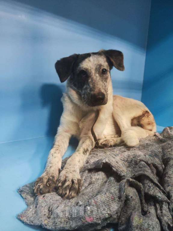 Собаки в Москве: Собака может зачахнуть в приюте. Рудик в добрые руки Мальчик, Бесплатно - фото 2