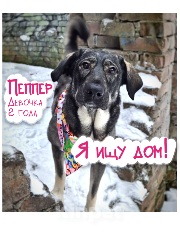 Собаки в Санкт-Петербурге: Собака-антистресс Пеппер ищет дом Девочка, Бесплатно - фото 1