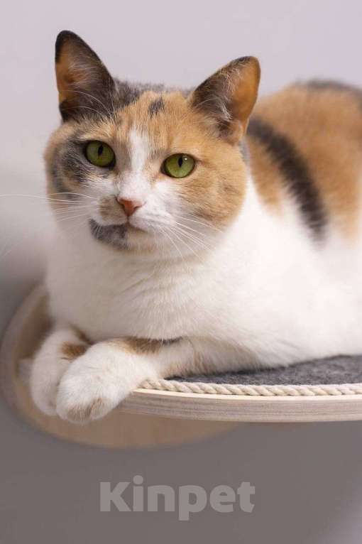 Кошки в Москве: кошка Манюня ищет дом Девочка, Бесплатно - фото 5