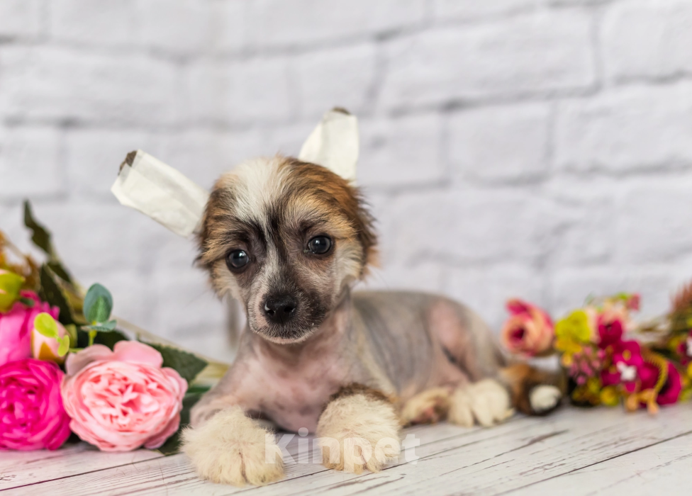 Собаки в Раменском: Китайские щенки Мальчик, Бесплатно - фото 3