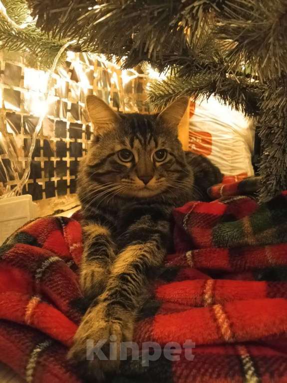 Кошки в Орле: Котик Мальчик, Бесплатно - фото 2