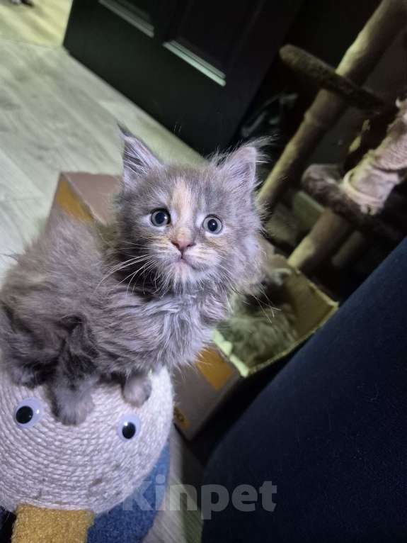 Кошки в Красногорске: Классика и полидакты Девочка, 18 000 руб. - фото 7