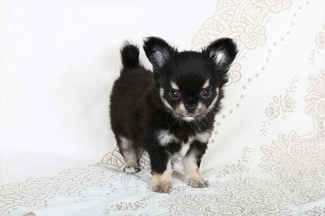 Собаки в Люберцах: Чихуахуа щенки Мальчик, Бесплатно - фото 7