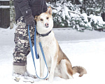 Собаки в Звенигороде: Красавец Хаммер собака в добрые руки Мальчик, Бесплатно - фото 9