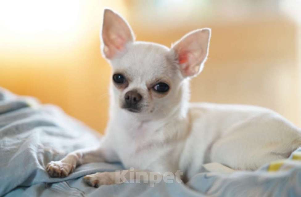 Собаки в Москве: Чихуахуа Тэффи Девочка, 100 000 руб. - фото 3