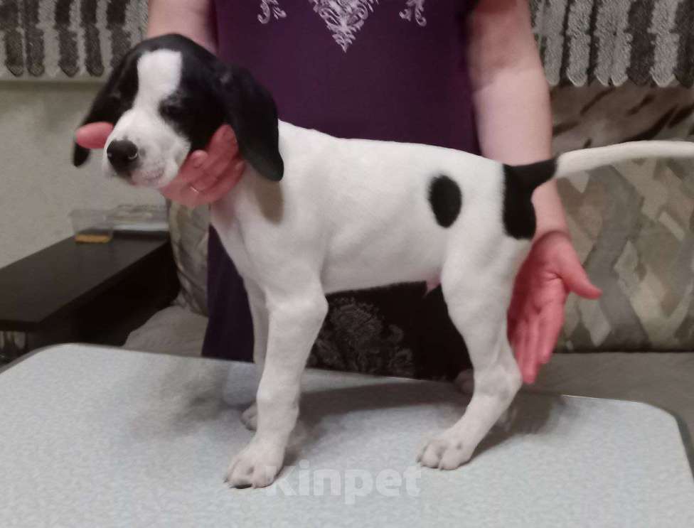 Собаки в Белгороде: Продаю щенков Английского пойнтера Мальчик, 30 000 руб. - фото 1