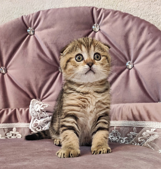 Шотландский вислоухий котенок