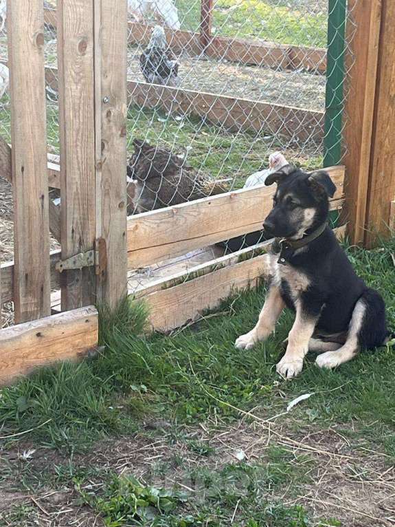 Собаки в Рыбинске: Щенки Восточно-европейской овчарки от элитных родителей Девочка, 35 000 руб. - фото 2