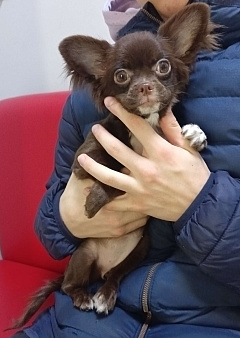 Щенок чихуахуа длинношерстный, девочка