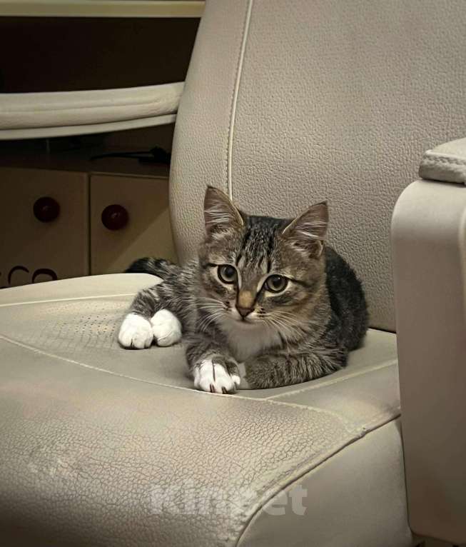 Кошки в Москве: Примите в семью замечательного спасенного котенка! Девочка, Бесплатно - фото 4