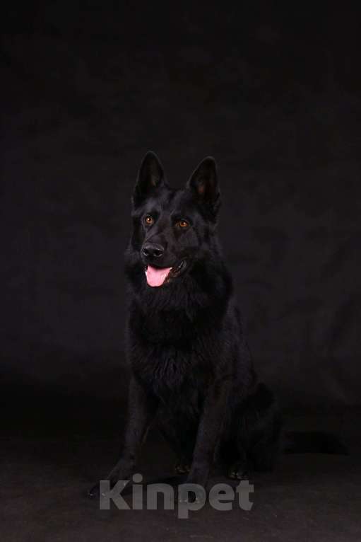 Собаки в других городах Московской области: Щенки немецкой овчарки  Мальчик, 15 000 руб. - фото 9