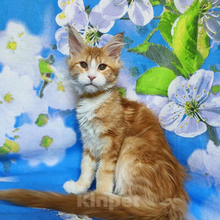 Кошки в Москве: Котёнок Мейн-Кун Девочка Девочка, 50 000 руб. - фото 7