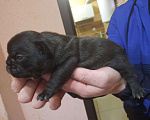 Собаки в Таганроге: Французские булочки Мальчик, 35 руб. - фото 1
